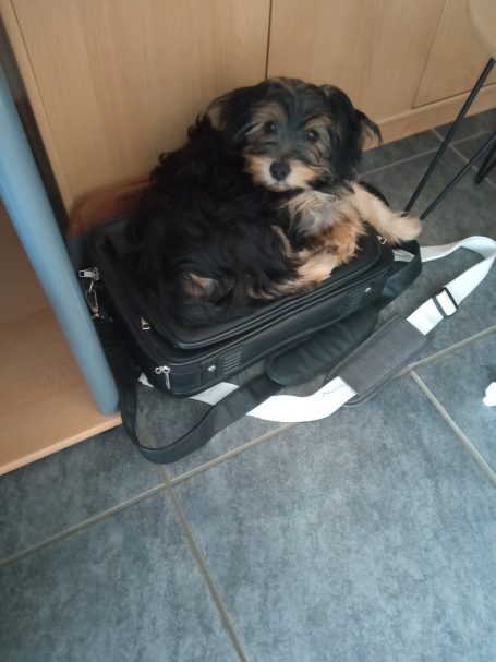 Rocky liegt uns auf der Tasche :D :D (Welpe)